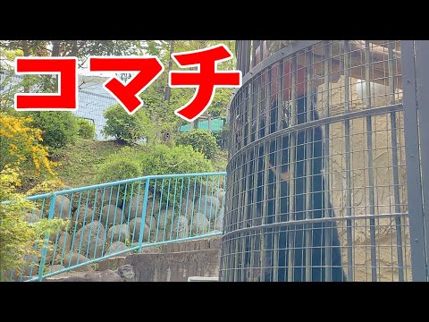 入場無料【野毛山動物園】ツキノワグマのもぐもぐタイム♪コマチさんは冬眠モード