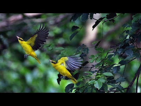 坎頂鄉的黃鸝Oriolus chinensis  （2024 11 11）