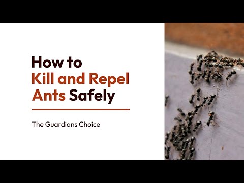 20 Safe Ways to Kill Ants in Your Home Without Toxic Chemicals | The Guardians Choice