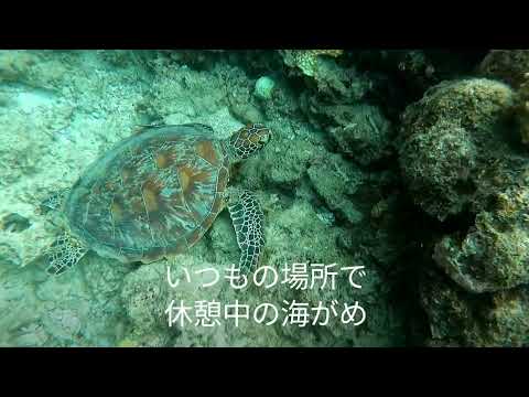 石垣島大崎海岸タチイ浜でのシュノーケリングみどころ