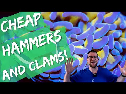 Cheap Hammers & Clams (plus fish I want myself....)