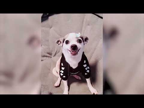 Best Funniest Animal Videos 2022 😺   Funniest Dogs And Cats Videos 🤣😂