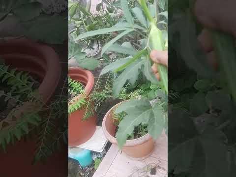 ladies finger and flowers harvest from my terrace garden