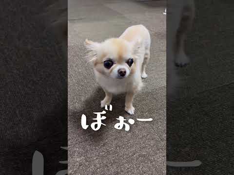 ぼーっとしてる小さいチワワ🐶よ！逃げろ！ルンバがやって来る！🧹 #shorts #chihuahua #cute