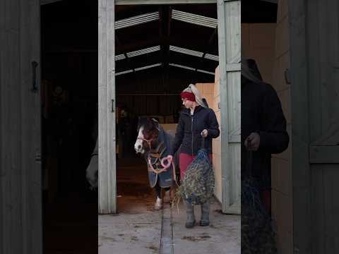 Mornings with six horses are pure chaos! #horse #equestrian