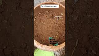 #newplant #plantrepotting #plantcaretips #lowmaintenanceplants #shorts #youtubeshorts