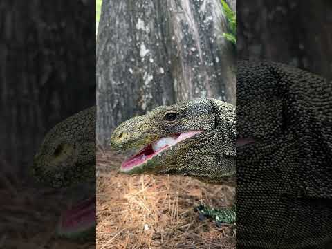 Butters the Crocodile Monitors eating an egg! #youtubeshorts #gatorland #shorts #reptile