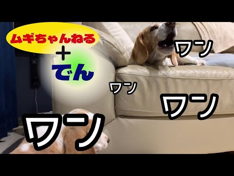 【ビーグル】でんが我が家に来て2週間