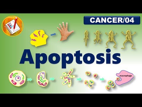 Apoptosis - An Introduction