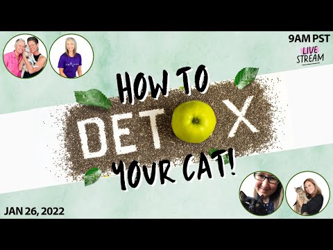 A Clean Start For Your Cat With The Experts | Two Crazy Cat Ladies