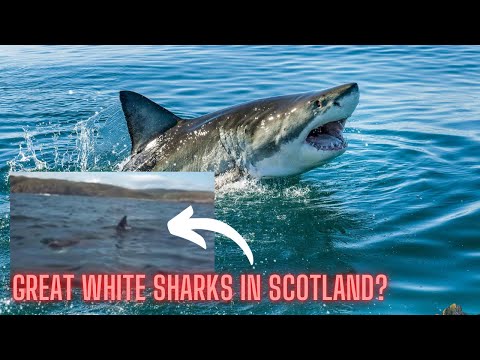 IS THIS A VIDEO OF A GREAT WHITE SHARK IN SCOTLAND?? 🏴󠁧󠁢󠁳󠁣󠁴󠁿 🦈 ISLE OF MULL