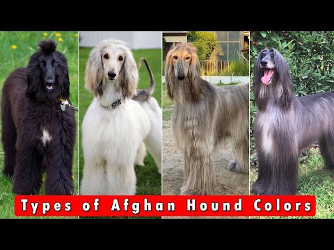 Different Types of Afghan Hound Colors and Pattern / Types of Afghan Hound Colors