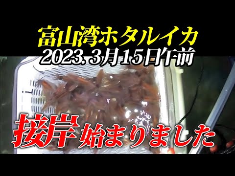 ホタルイカ調査】2023年3月15日未明、接岸始まり！