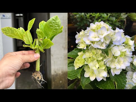 Hydrangea roots and sprouts will grow super abundantly thanks to this method