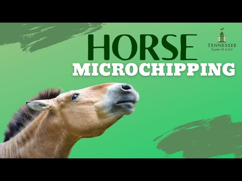 Microchipping Your Horse