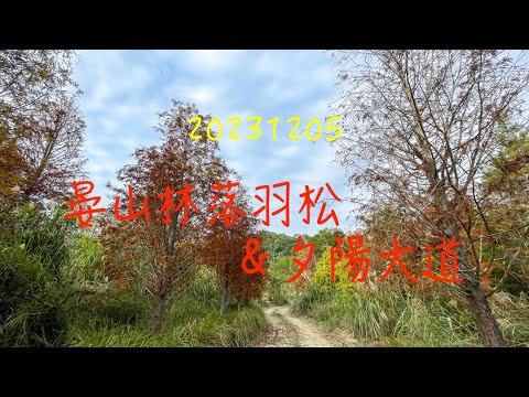 萬ㄟeye台灣20231205台中北屯區晏山林落羽松落日大道/insta360 X3/夕陽   4K