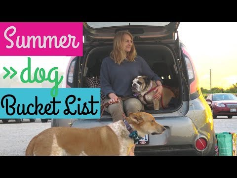 Summer Bucket List WITH A DOG | What to Do in the SUMMER with a Dog