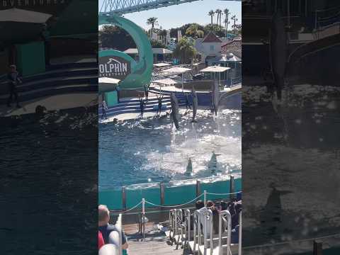 🐬 Dolphin Adventures | SeaWorld San Diego #shorts