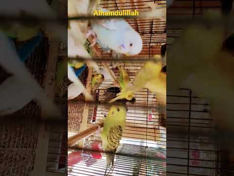 Alhamdulillah #Birds #foryou #new #vairal #shorts #short #shortvideo