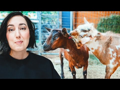 Can This Young Buck Win Her Over? (breeding miniature goats)