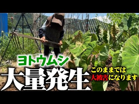 【退院３日目】【体力の衰えは・・？】今日も絶好調でヨトウムシを退治します