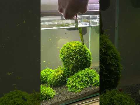 Moss Speed Trim #aquascaping #aquarium #fishtank #aquascape #plantedaquarium #fishtank #moss