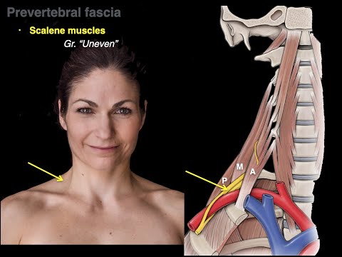 Muscles of the neck