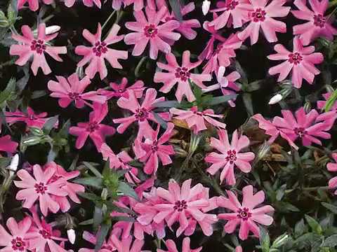 Get to Know Creeping Phlox - Sun-Loving Plants