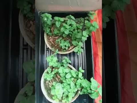 Mint/podina plant (care+benefits)+informative video by sohaib faraz