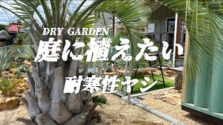 【耐寒性ヤシ】地植えにオススメのかっこいいヤシを紹介‼︎ドライガーデンに合わせても最高にキマる品種をお見せします。