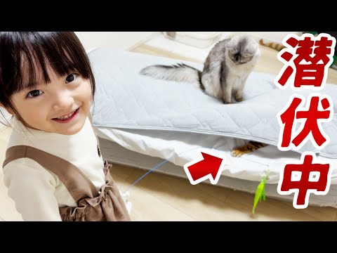 潜む猫にちょっかい出したい親子。噛まれる人と噛まれない人