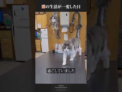 猫の楽しい職場環境を一変させたのは