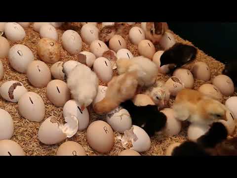 200 Egg Incubator Homemade Result