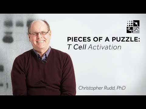 Pieces of a Puzzle: T-Cell Activation