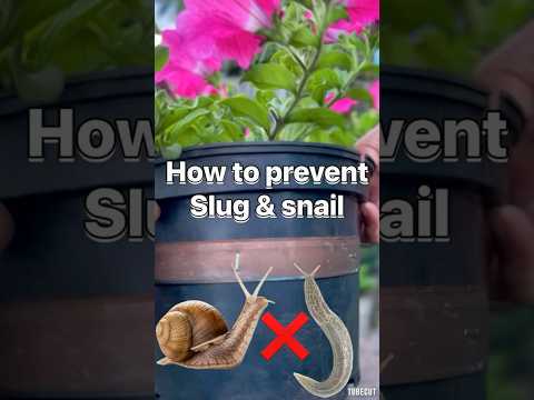 How to prevent slugs and snails #garden #gardening