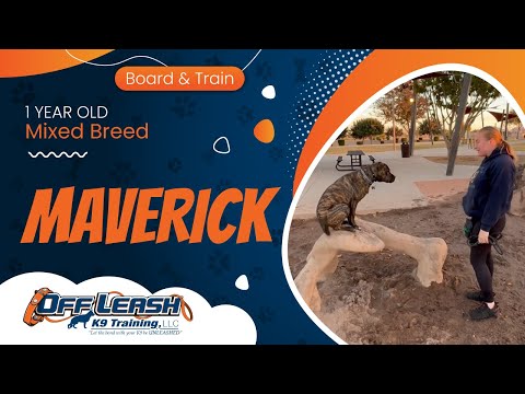 1 yo Mix Breed ~ Maverick ~ Best Mixed Breed Trainers ~ Off Leash K9 Training Phoenix