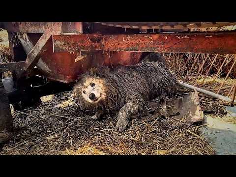 After his owner's imprisonment, the neglected dog was tied up on a farm, losing trust in humans.💔