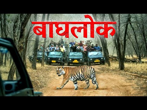 Jharkhand के ‘बाघलोक’ में जब जंगली जानवरों से हुआ आमना-सामना | Betla National Park