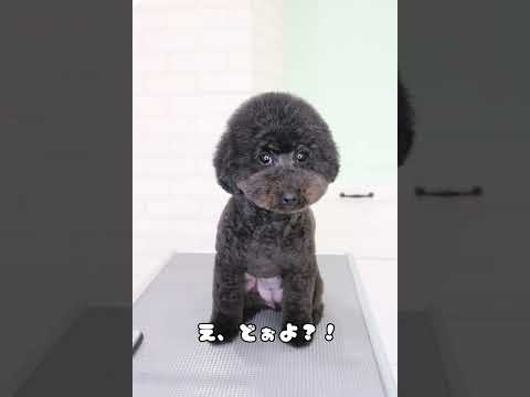 【犬のブラックムーンって知ってる？】#shorts