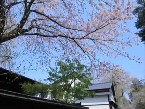 角館の武家屋敷と桜　2016