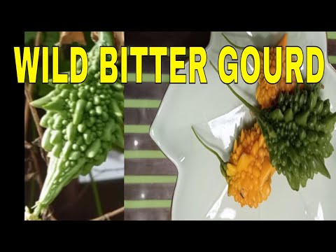 Vlog #1081 WILD BITTER GOURD / SMALL  " AMPALAYA"  IN OUR GARDEN