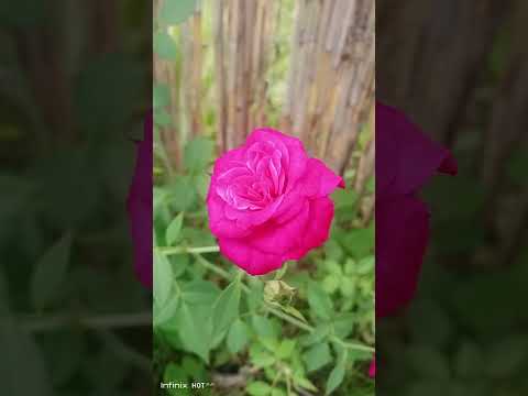 Rose #roses #shortvideo #farming #youtube #nature #youtubes #shorts #short