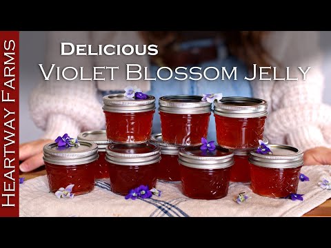 Making Jelly Out Of Wild Flowers! How-to make violet blossom jelly!