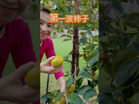 种果人的开心柿～柿柿如意 柿季平安#第一波柿子熟了#种地 #柿子 #果树 #美国乡村 \persimmon is ready #harvest #backyard #persimmon #fruit