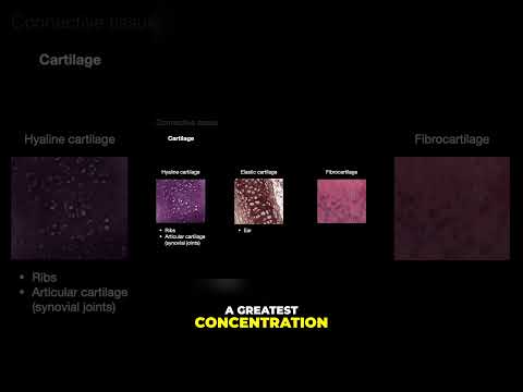 Understanding Cartilage. Hyaline, Elastic and Fibrous. #shorts #histology #anatomy #cartilage