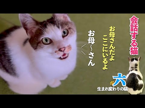 【お母さんが大好きな猫】おしゃべり猫で返事をする猫の六と私の会話が満載です | [生まれ変わりの猫] 六