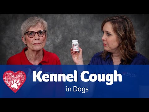 Kennel Cough in Dogs