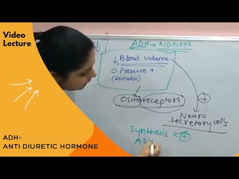 Anti Diuretic Hormone ADH - Posterior Pituitary I by Dr. Nikita