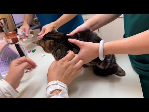 猫猫生病十天了，带去医院全身检查，要几个人按住才行