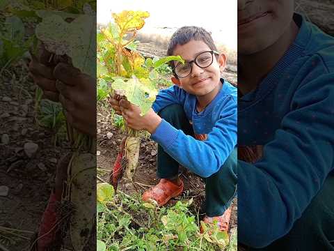 harvesting organic vegetables #gardening #harvesting #shorts